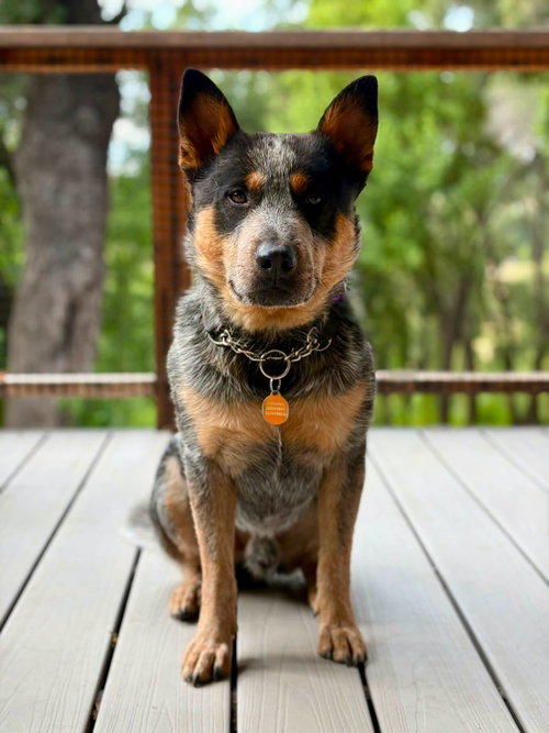 Diesel