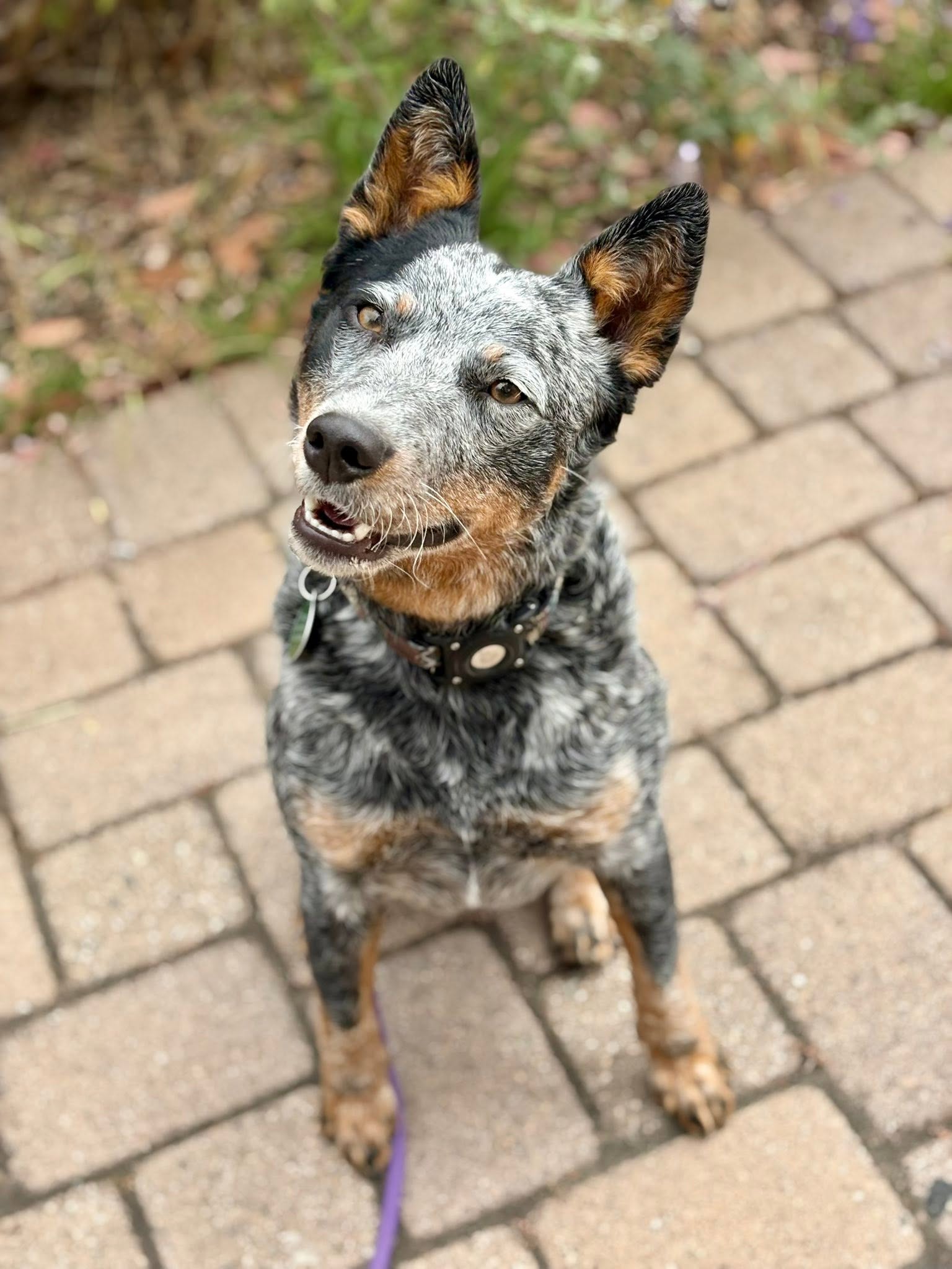 Indy