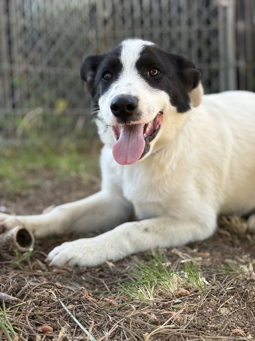 Yukon, an adoptable Great Pyrenees in Paso Robles, CA