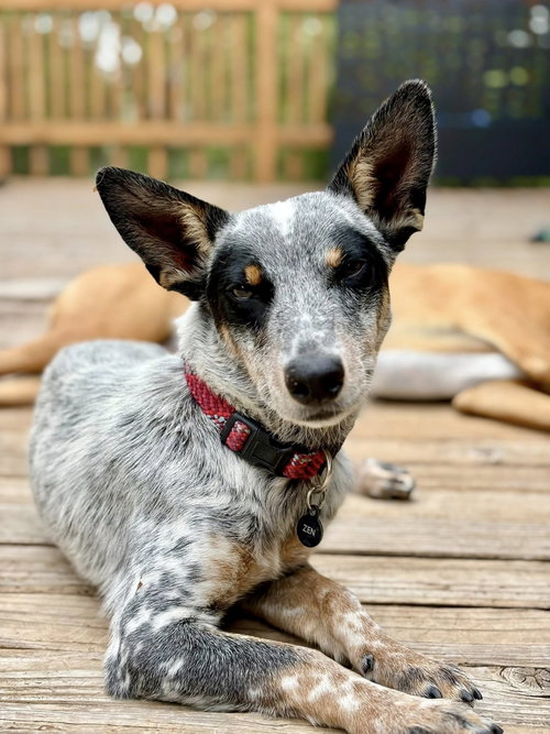 Zen, an adoptable Australian Cattle Dog in Paso Robles, CA