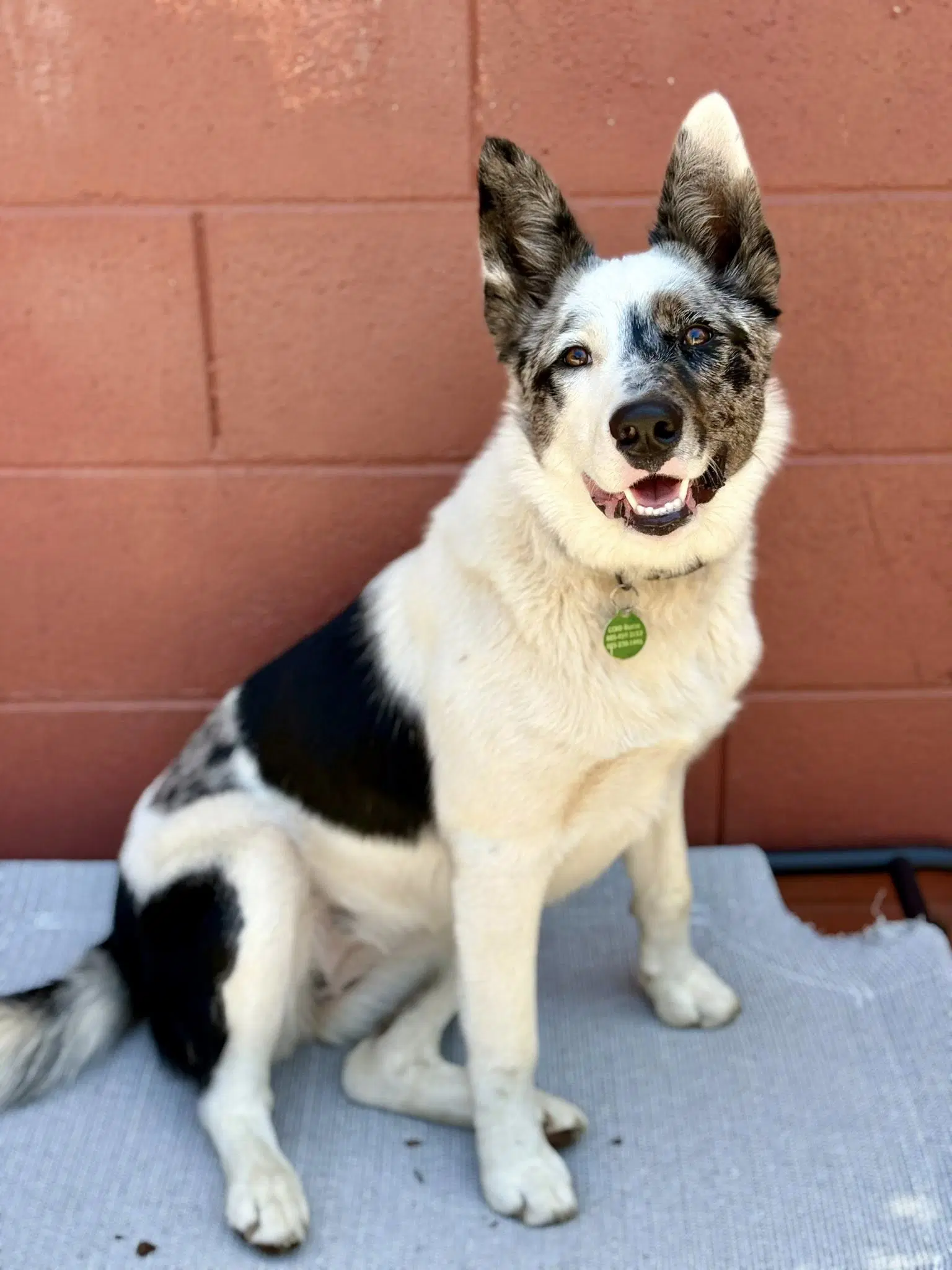 Flash - Australian Cattle Dog/Blue Heeler