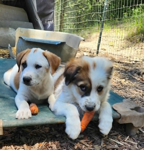 Great Pyrenees/Border Collie puppies