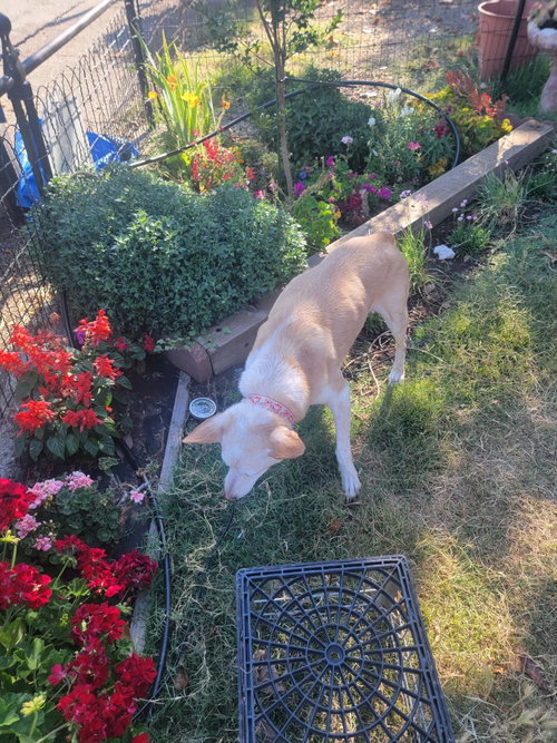 Nelly photo 2