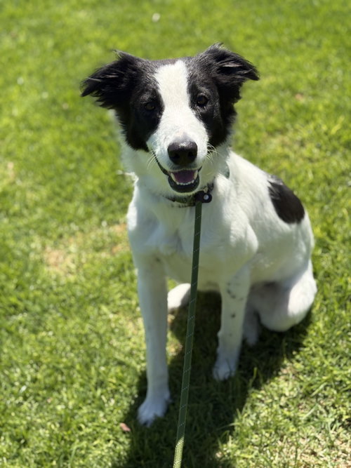 Tule, an adoptable Border Collie in Paso Robles, CA