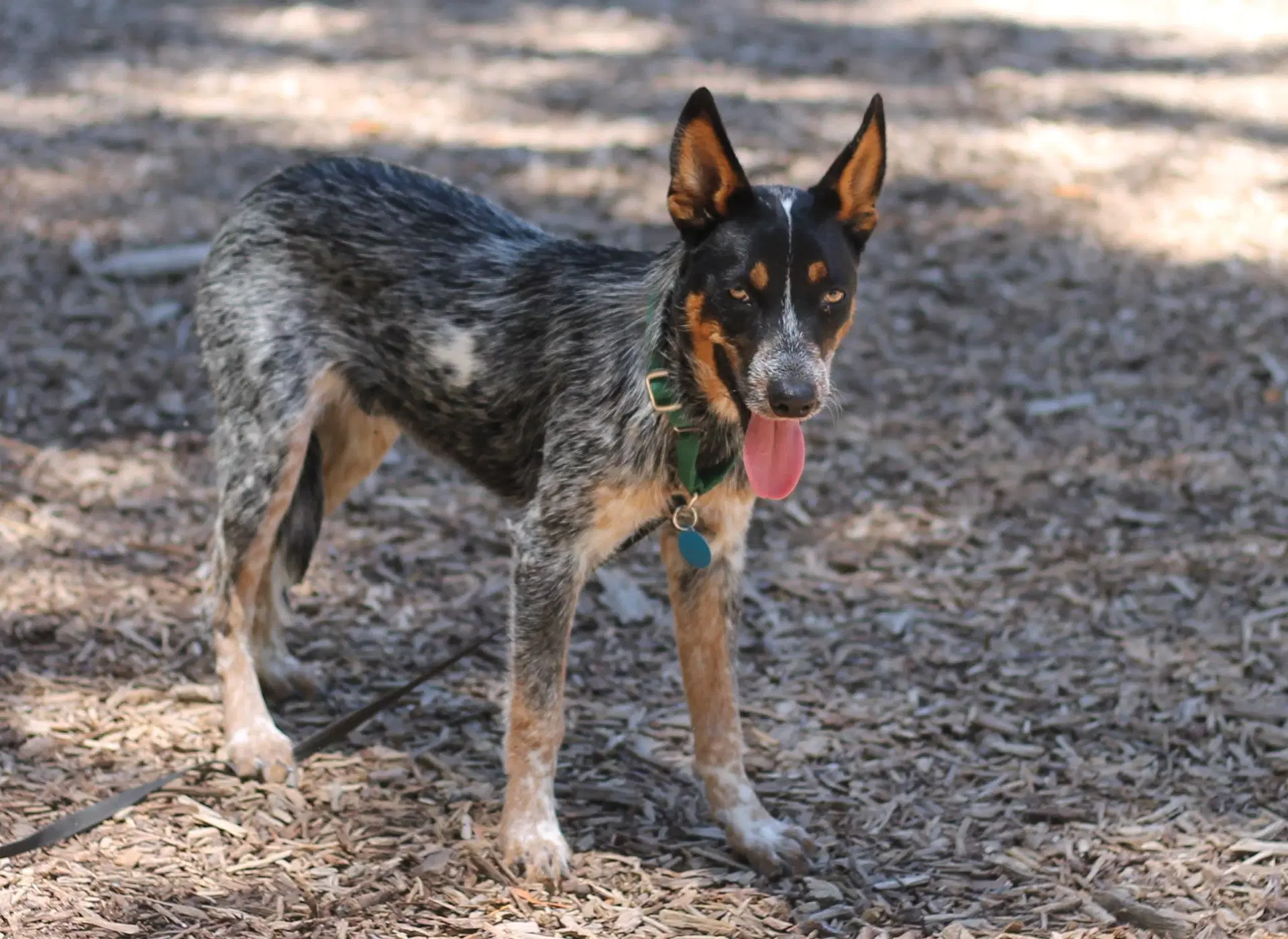 Jett - Australian Cattle Dog/Blue Heeler