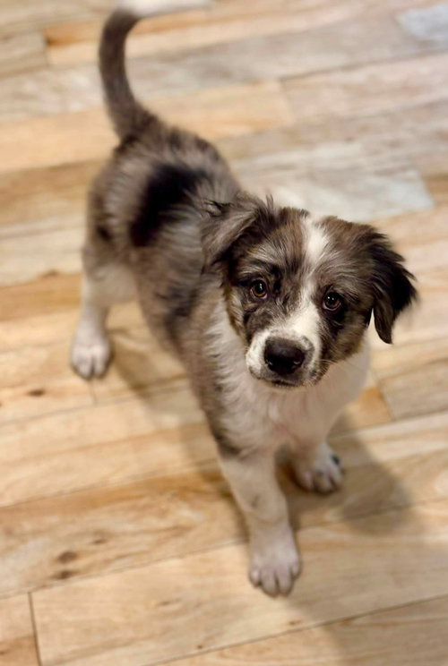 Taz