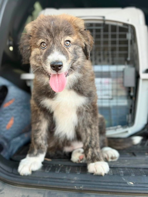 Cali