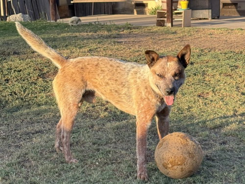 Bronco photo 3