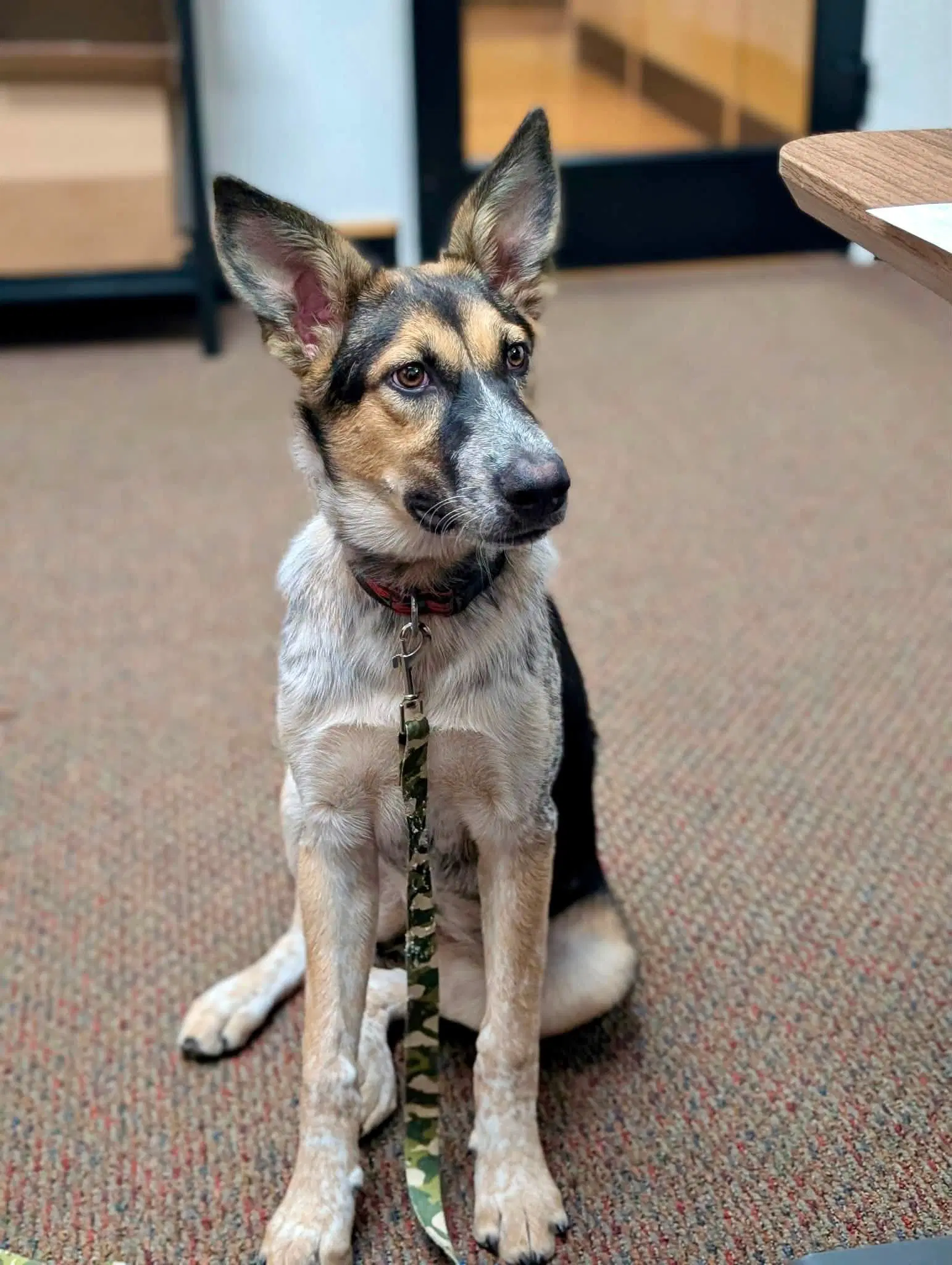 Mina - Australian Cattle Dog/Blue Heeler