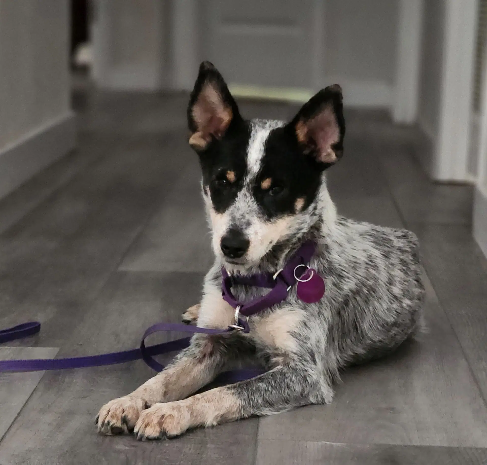 Echo - Australian Cattle Dog/Blue Heeler