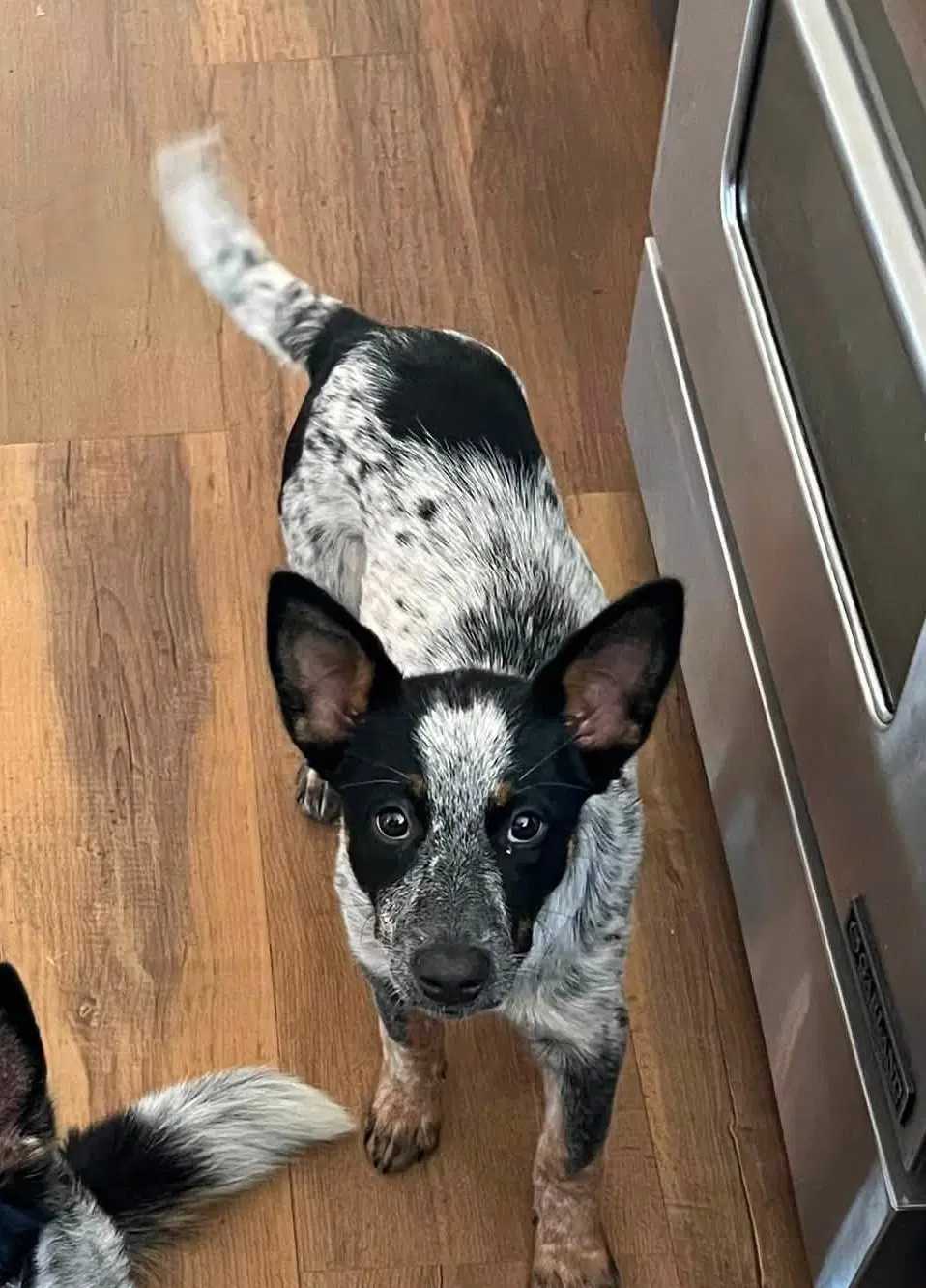 Lily - Australian Cattle Dog/Blue Heeler