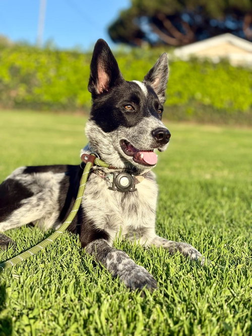 picture of the dog needing adoption