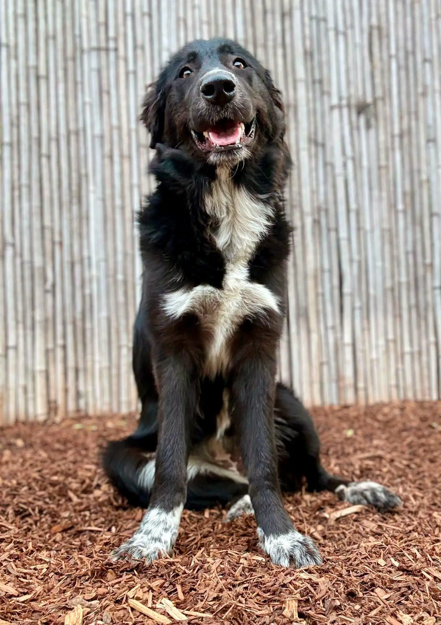 Sasha - Border Collie