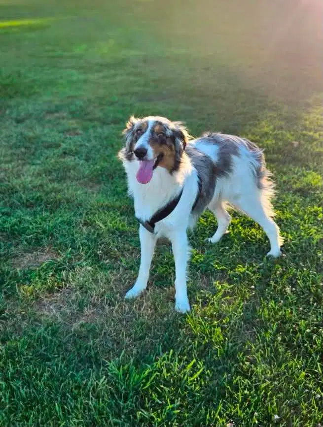 Xicaru - Border Collie