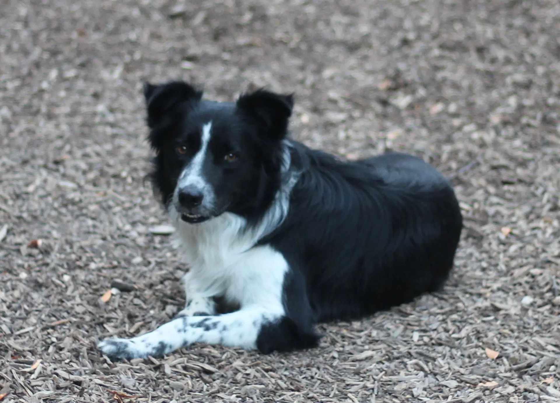 Murphy image 2