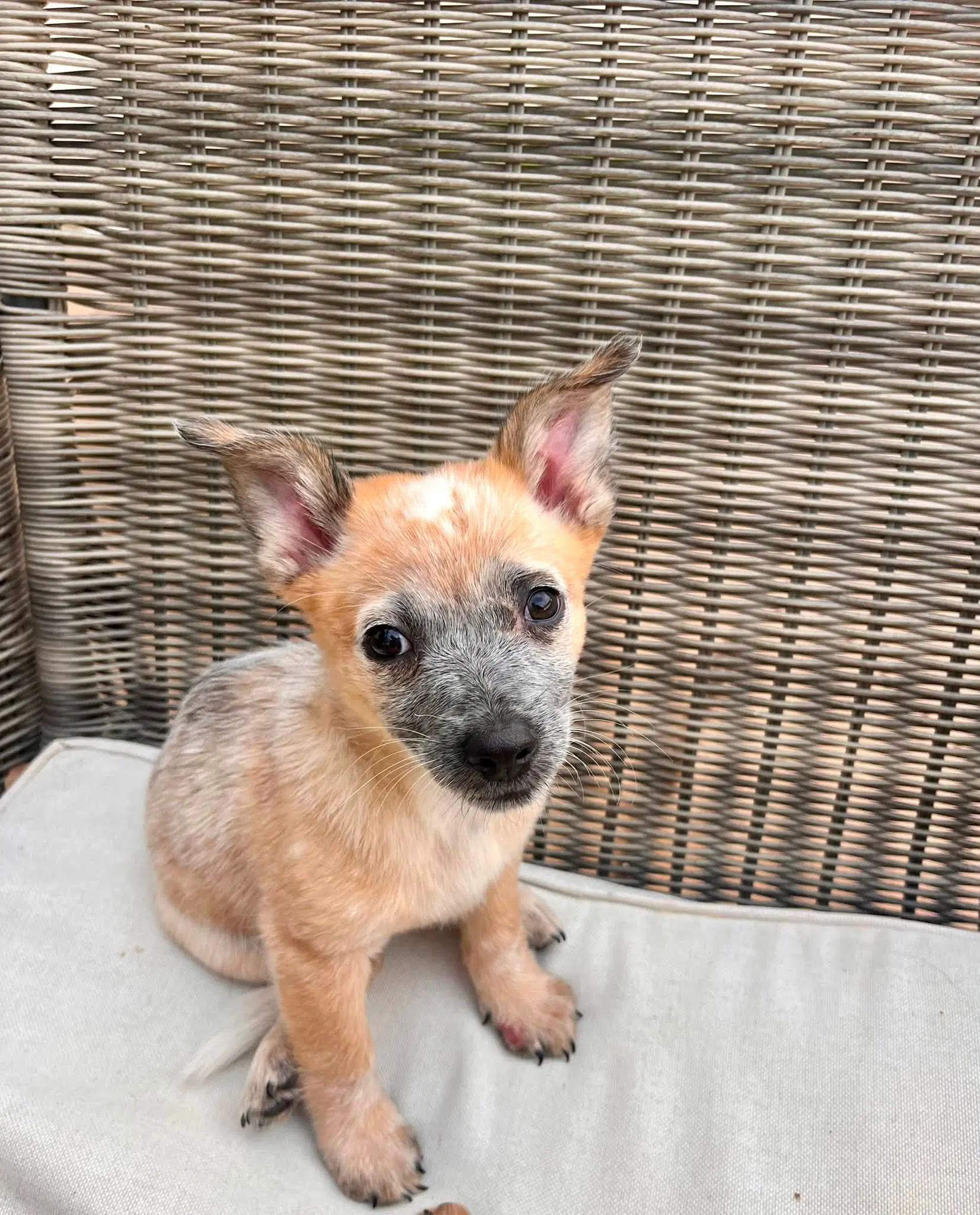 Jojo - Australian Cattle Dog/Blue Heeler