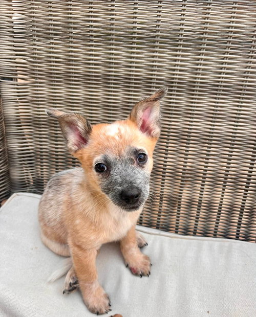 picture of the dog needing adoption