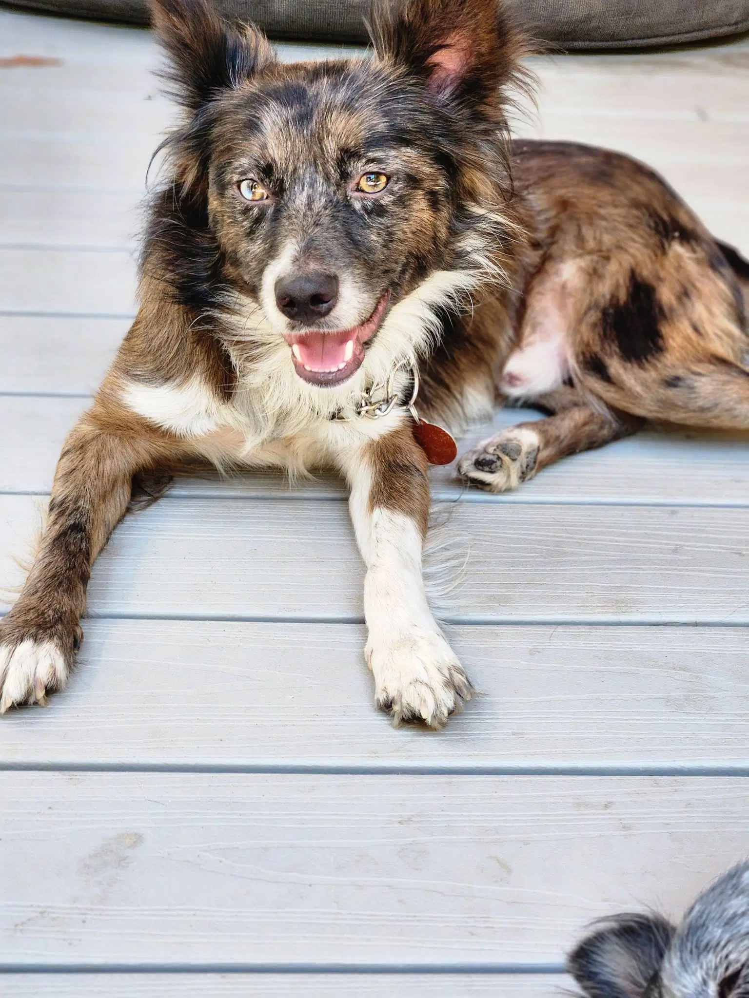 Dash - Australian Shepherd