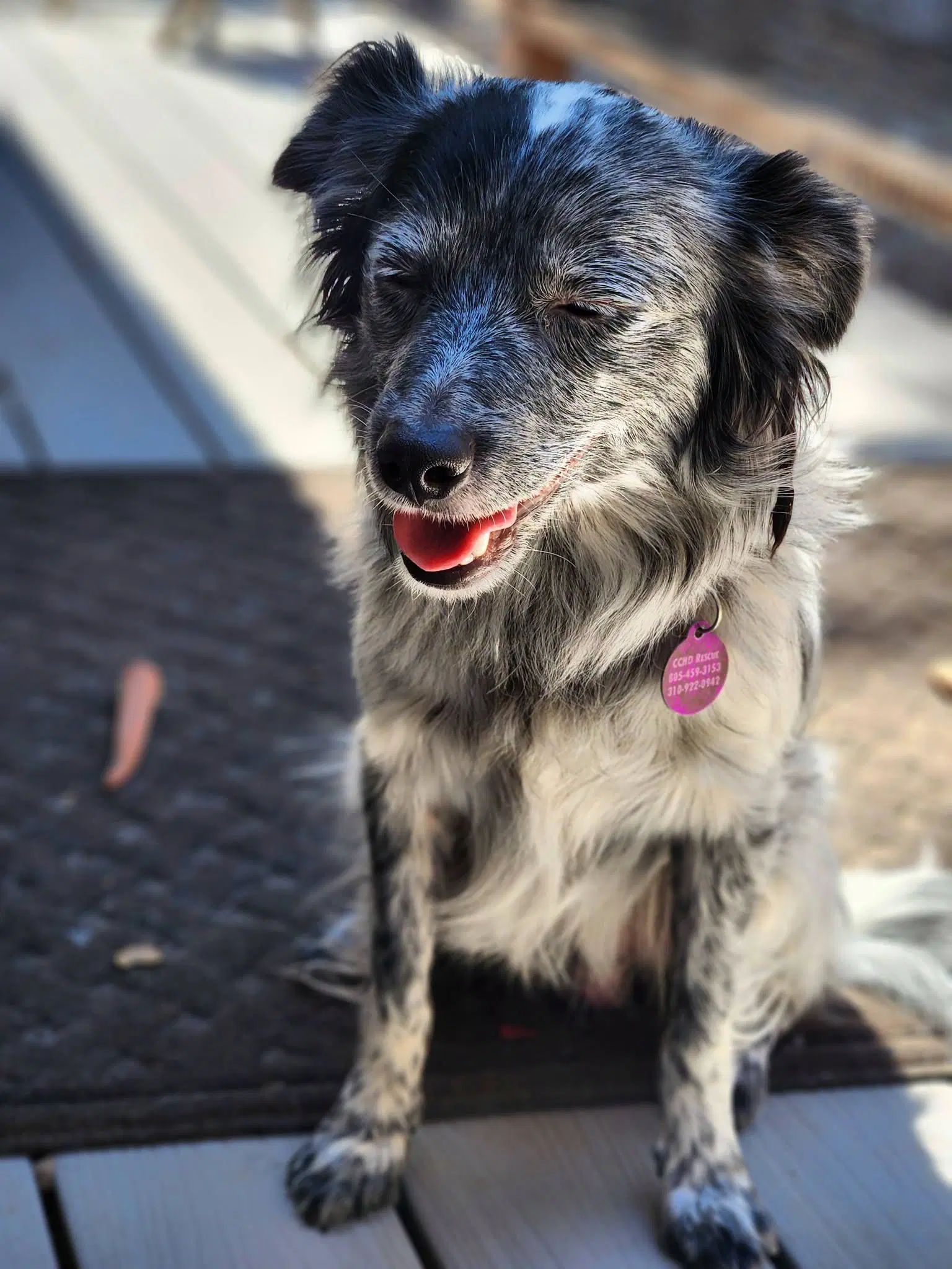 Splash - Mini Aussie