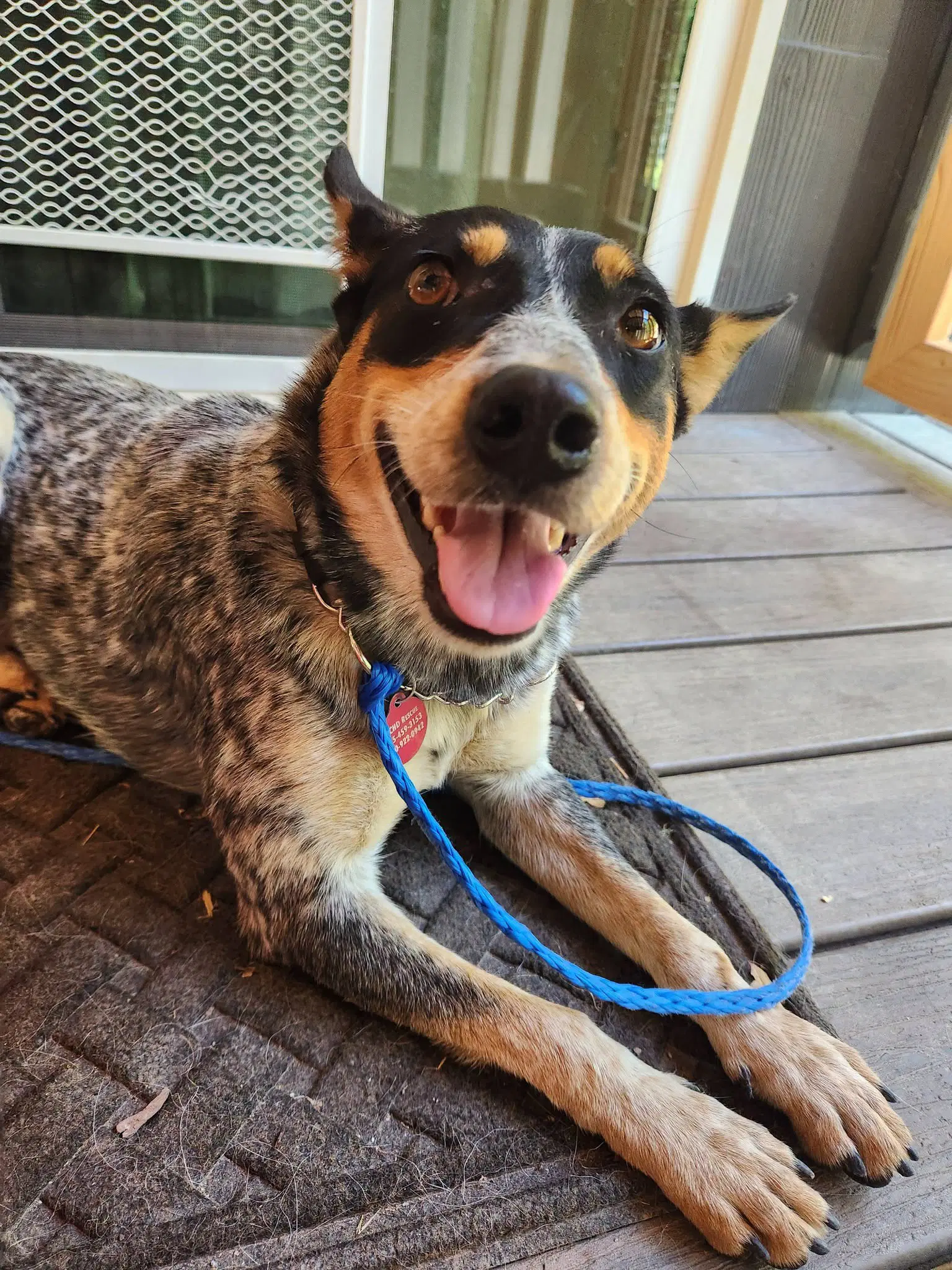 Mercedes - Australian Cattle Dog/Blue Heeler