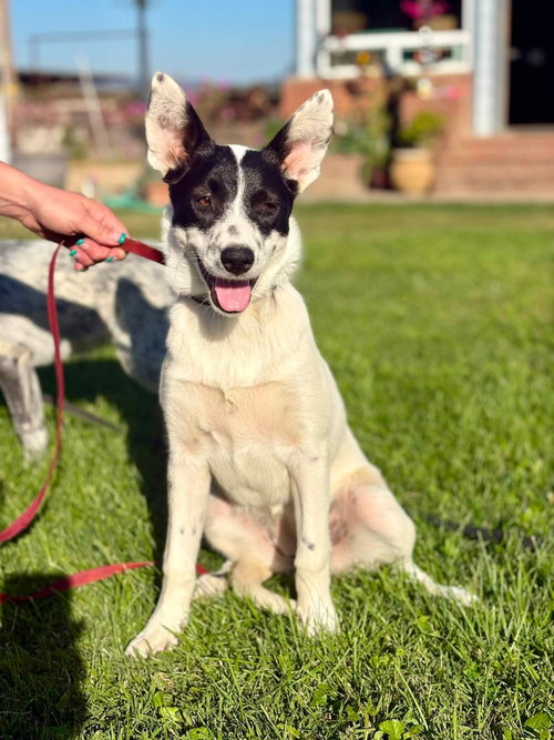 picture of the dog needing adoption