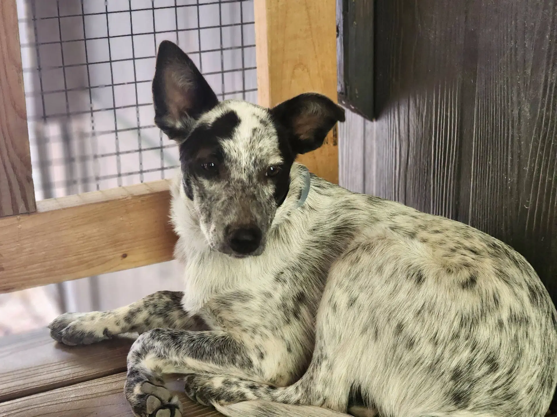 Shelby - Cattle Dog