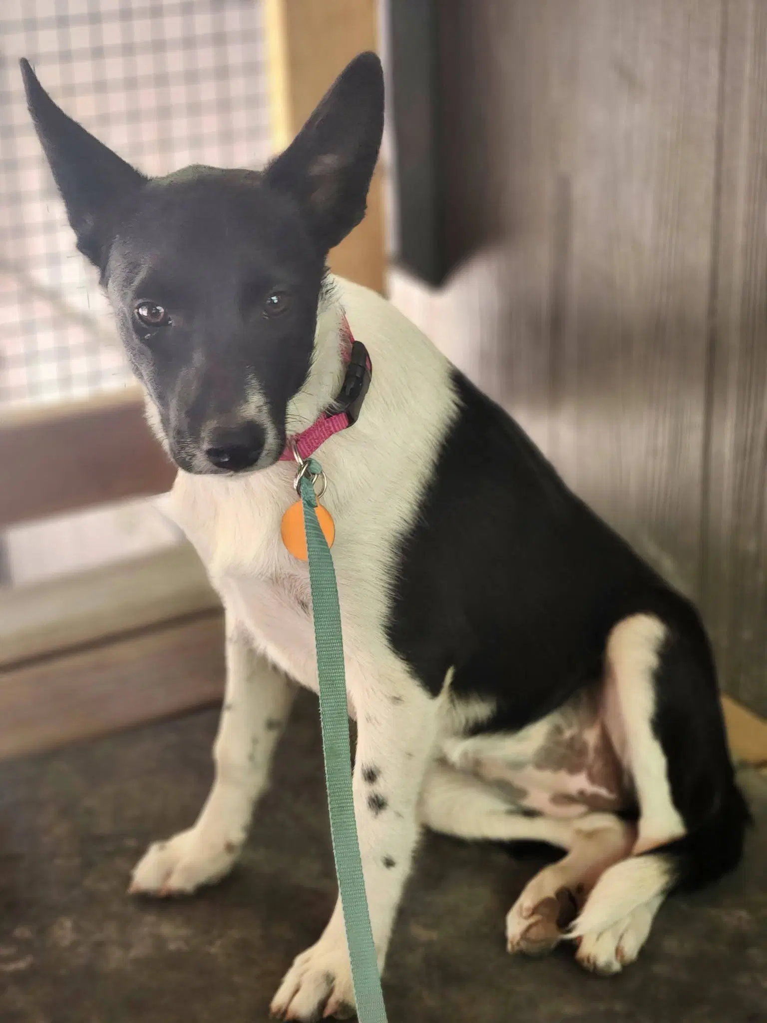 Nova - Cattle Dog