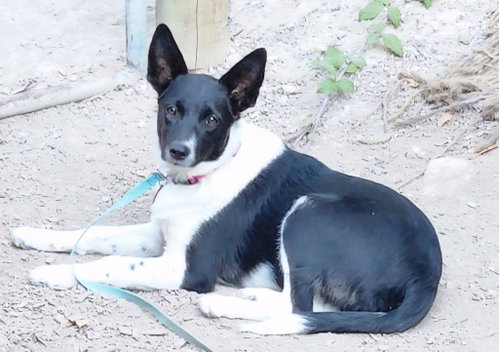 picture of the dog needing adoption