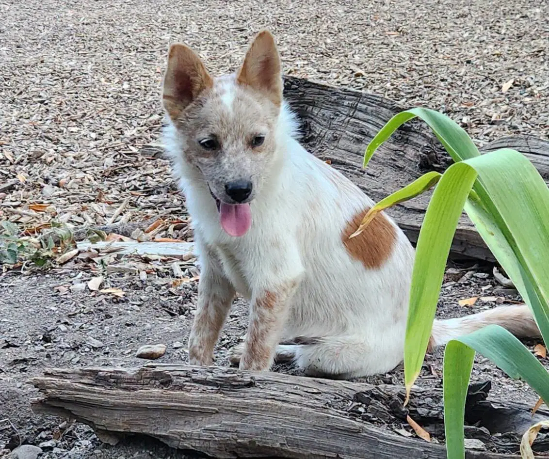 Bolt - Australian Cattle Dog/Blue Heeler