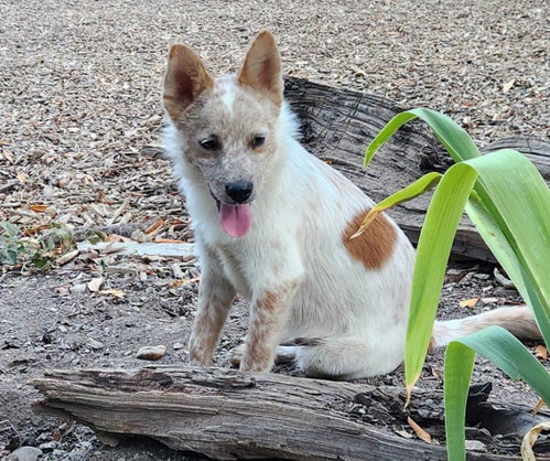 picture of the dog needing adoption