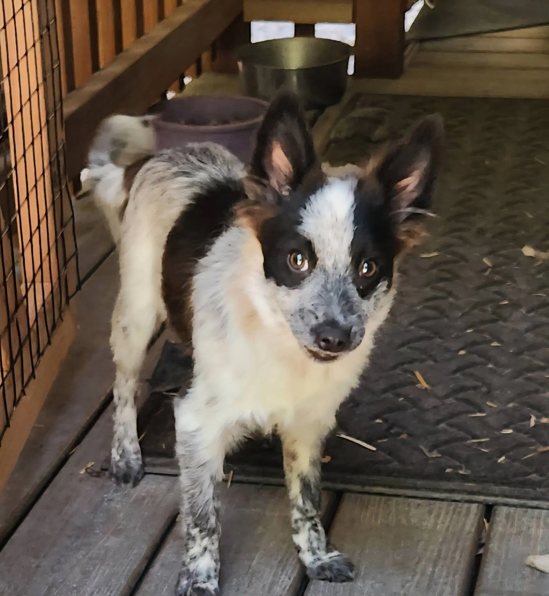 Sapphire - Australian Cattle Dog/Blue Heeler