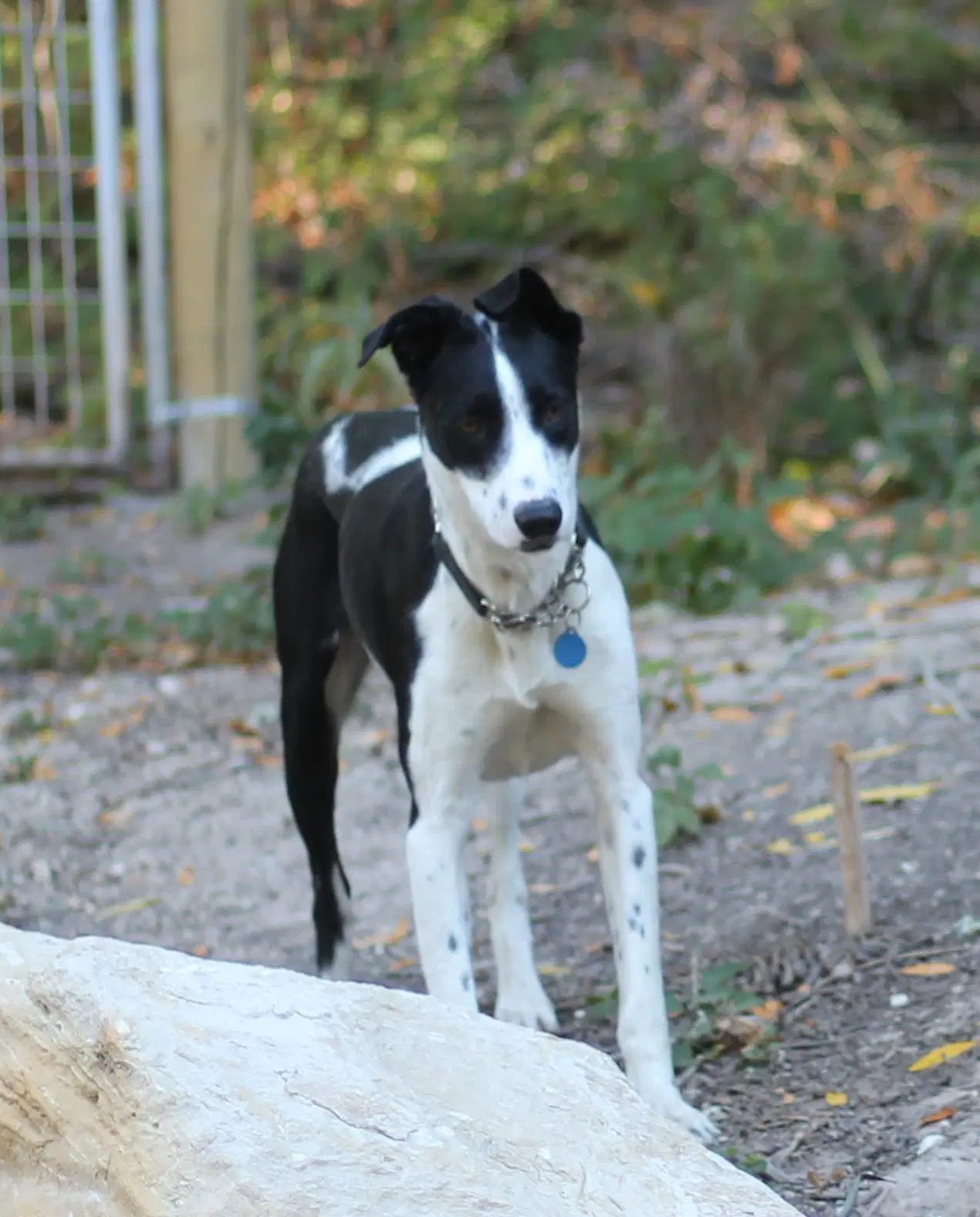 Walle - Border Collie
