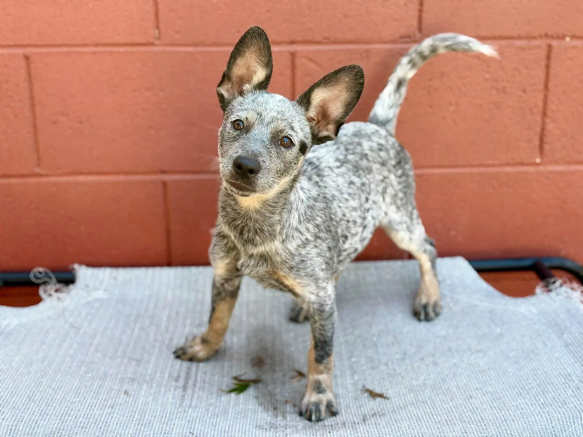 Elektra - Australian Cattle Dog/Blue Heeler