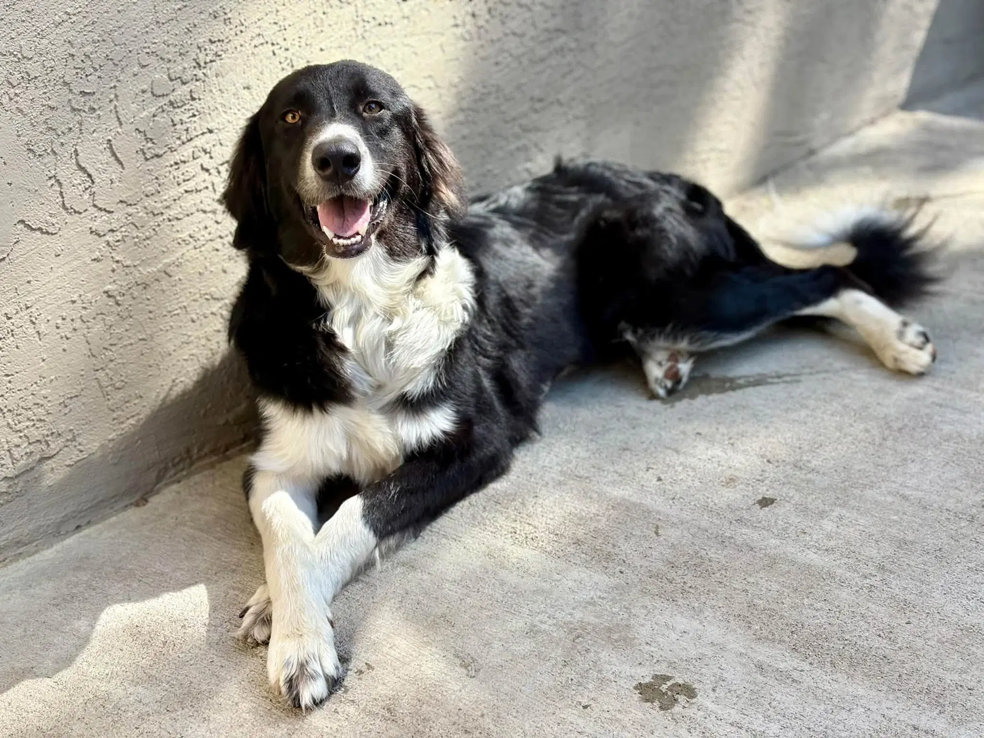 Gigi - Border Collie