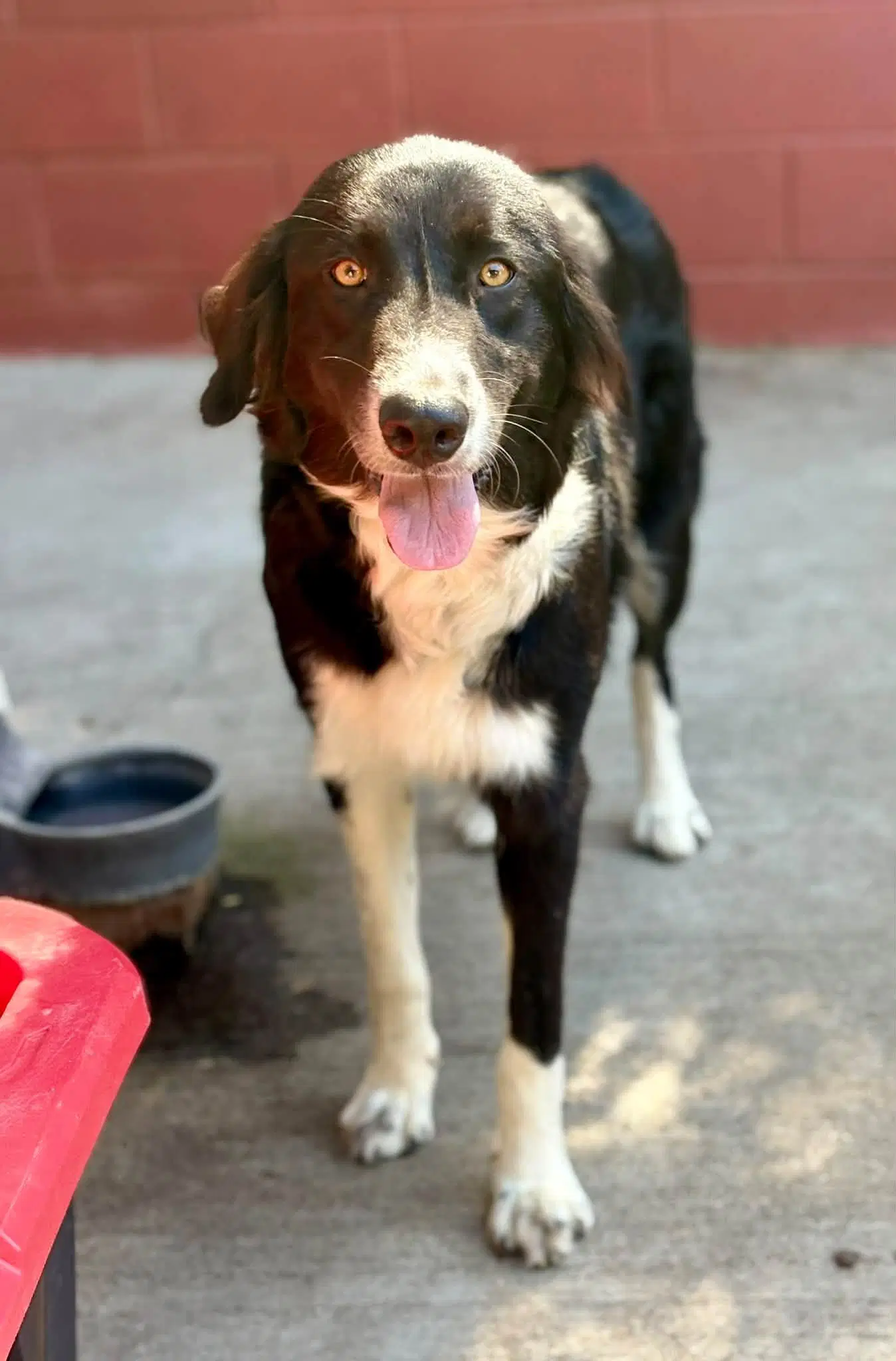 Gigi image 2