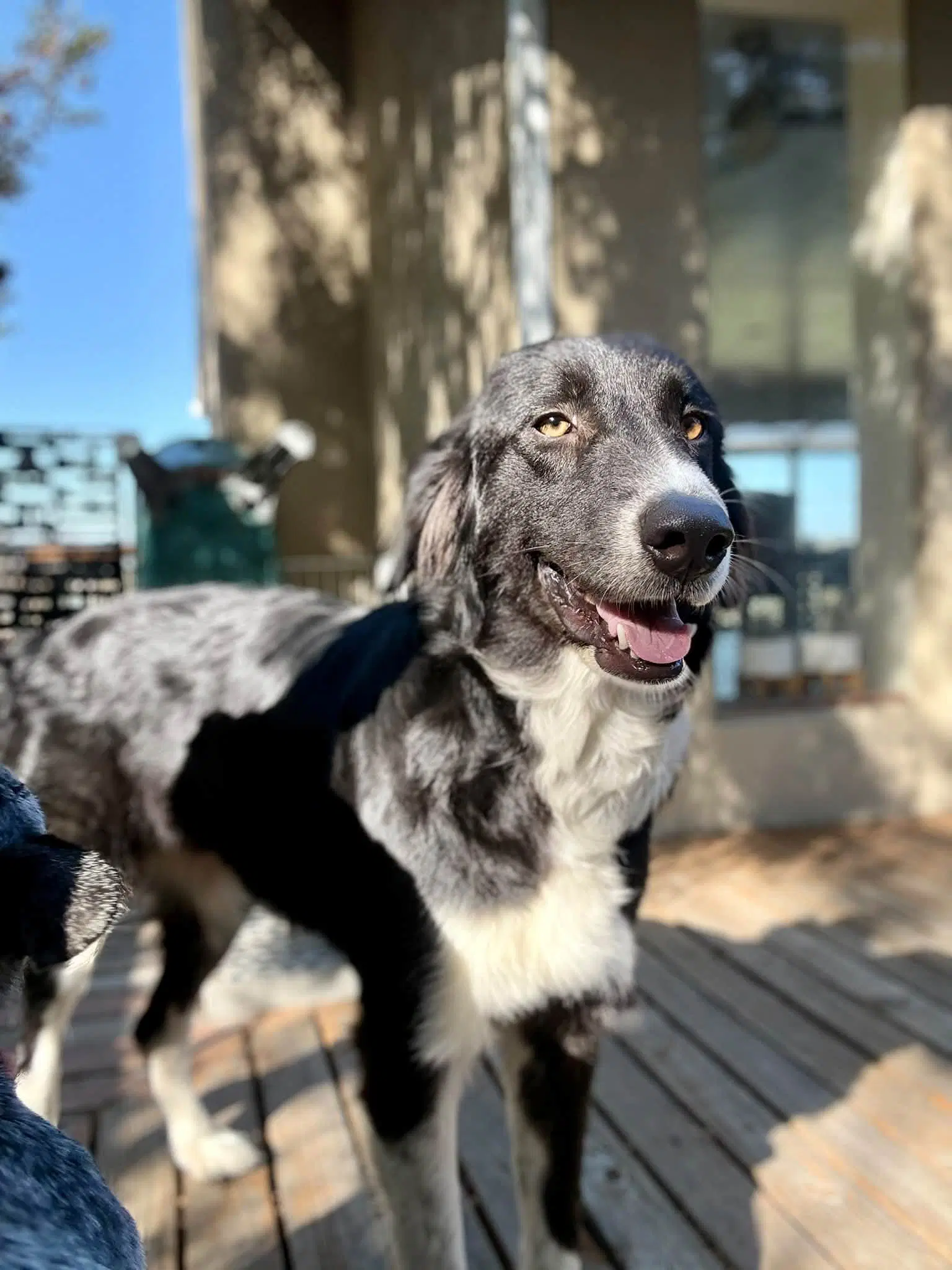 Gigi image 3