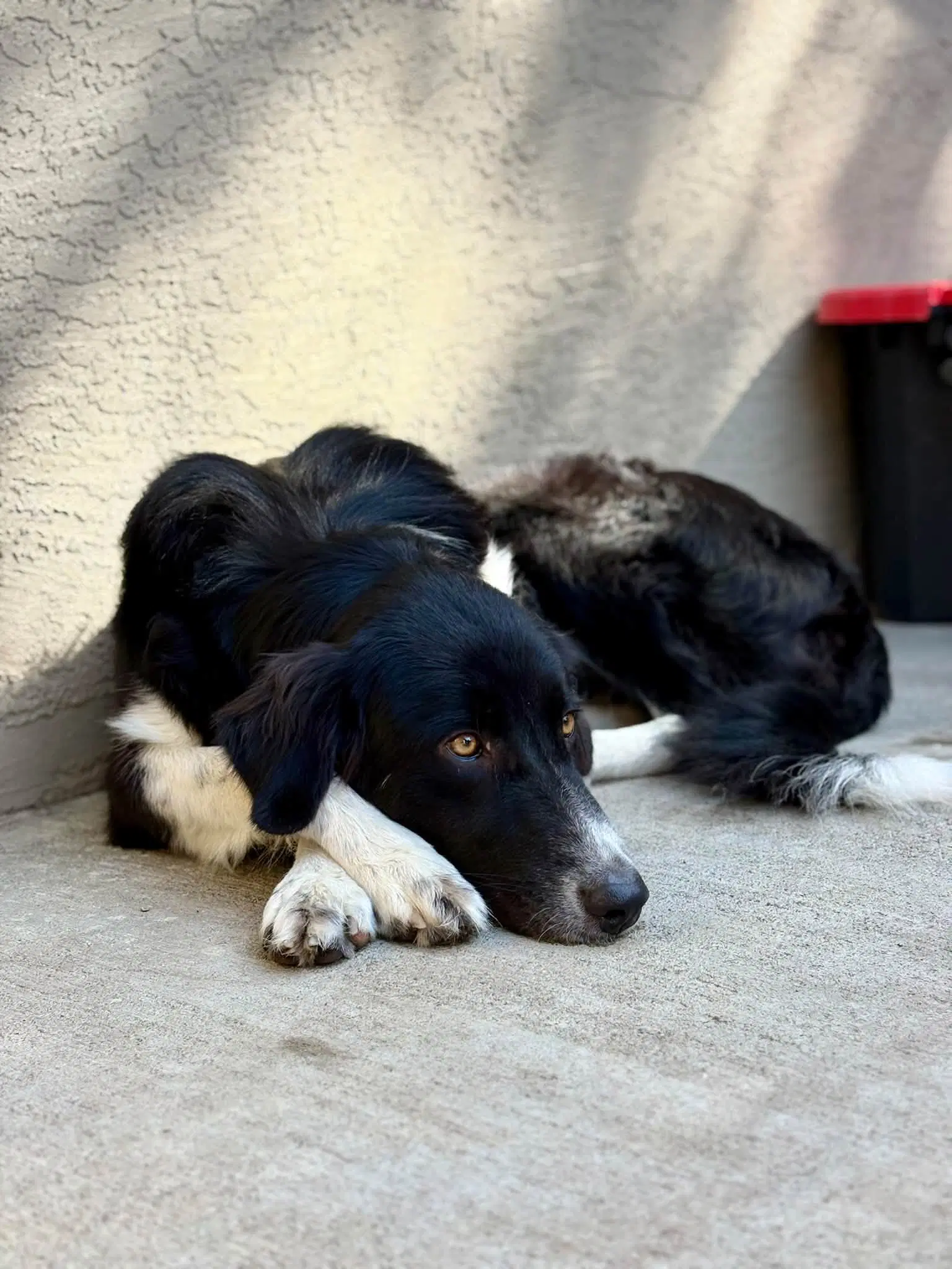 Gigi image 4