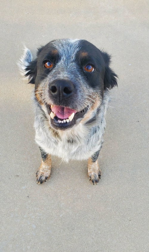 Photo 2 of Gypsy