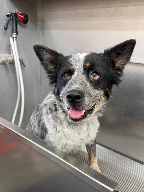 Gypsy, a dog for adoption from Central Coast Herding Dog Rescue