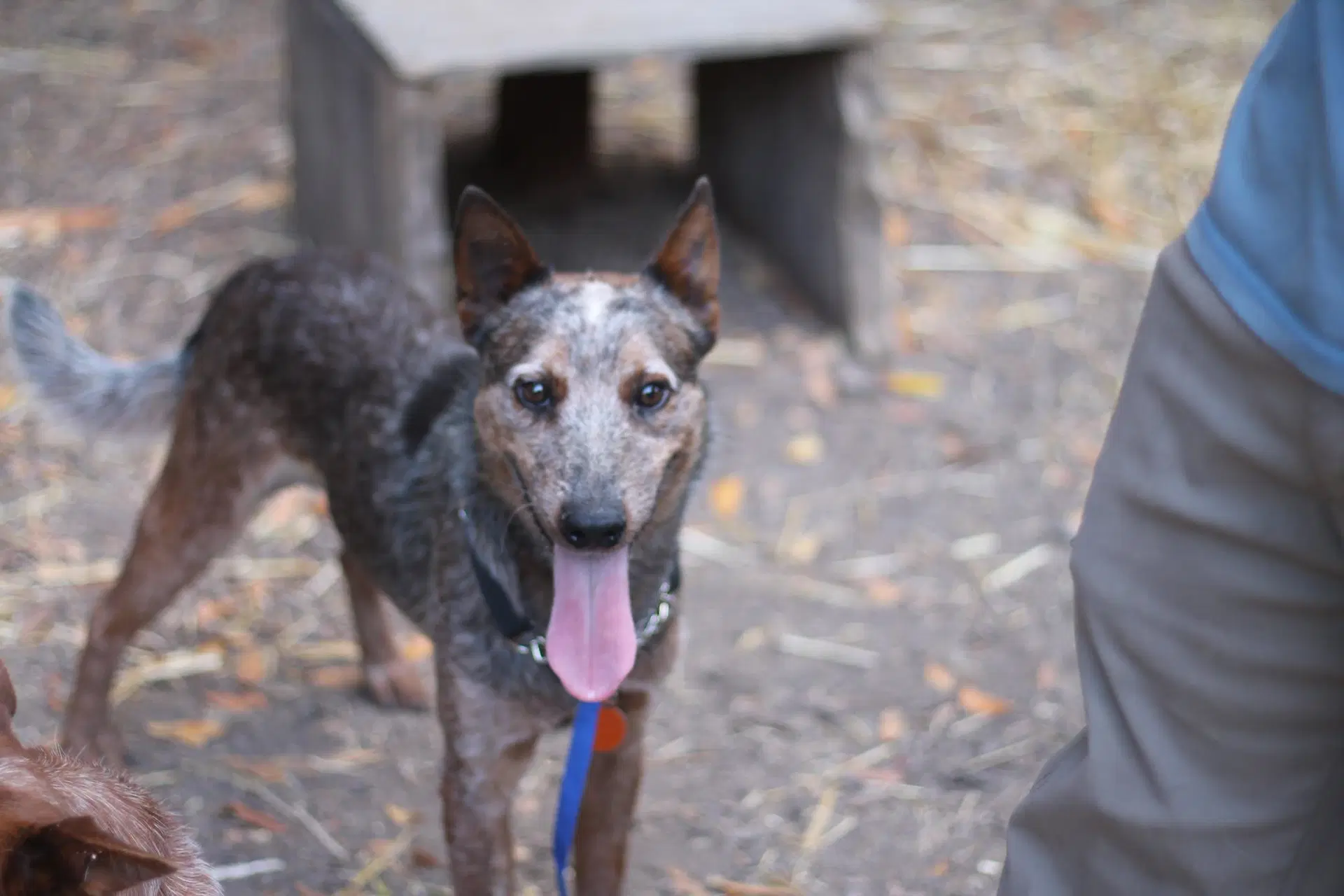 Charles - Australian Cattle Dog/Blue Heeler