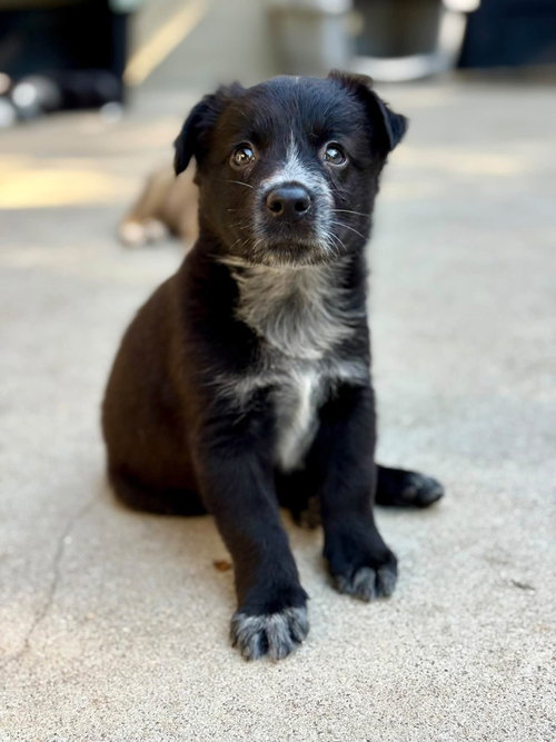 Raven, a dog for adoption from Central Coast Herding Dog Rescue