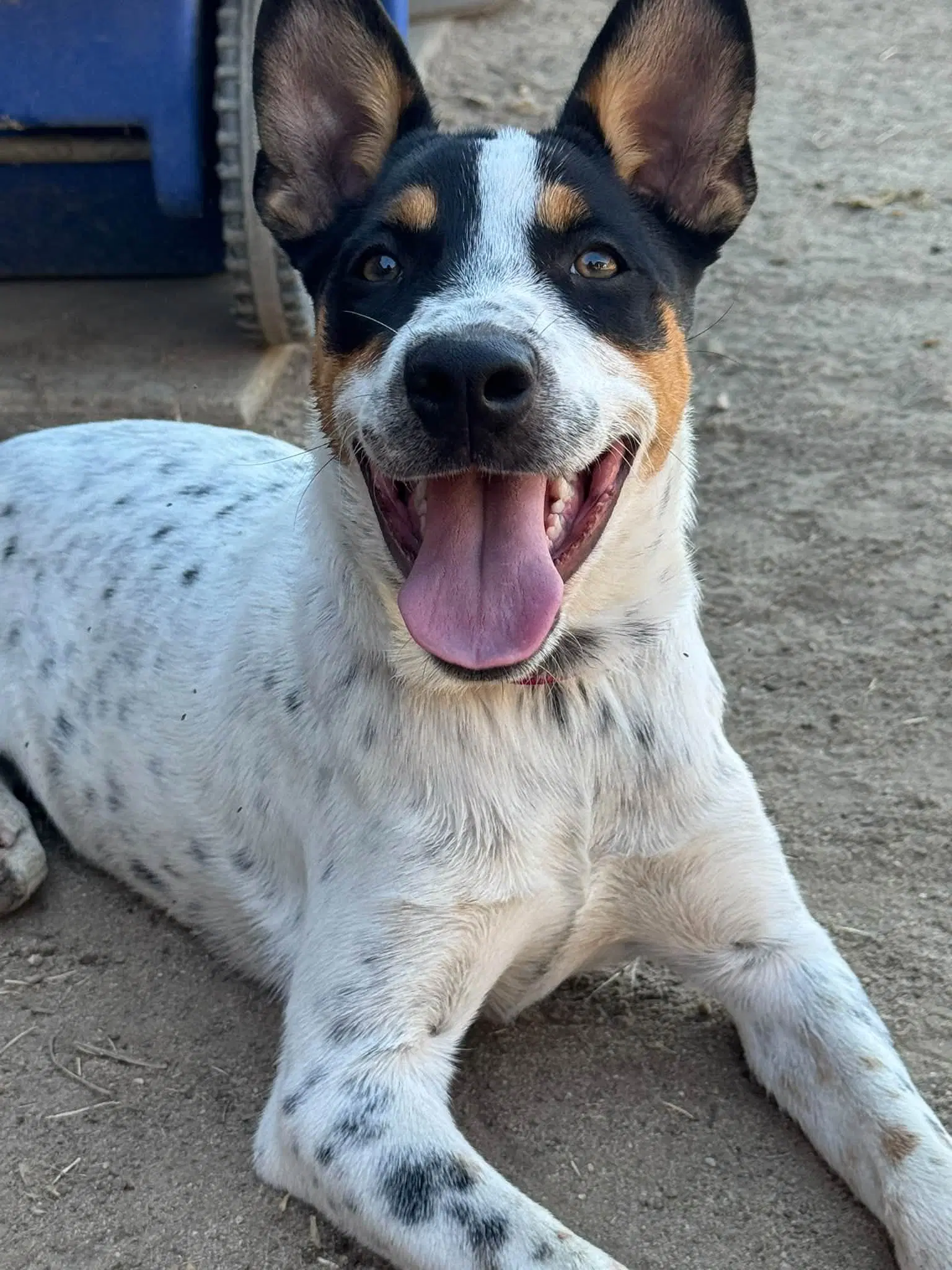 Luna - Australian Cattle Dog/Blue Heeler