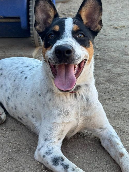 Luna, a dog for adoption from Central Coast Herding Dog Rescue