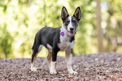 Reese, a dog for adoption from Central Coast Herding Dog Rescue