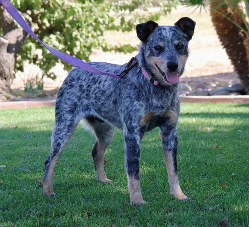 Harvey, Australian Cattle Dog/Blue Heeler / Mixed (medium coat)