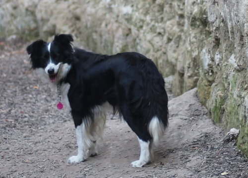 Blaze, Border Collie (medium coat)