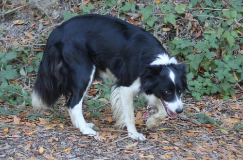 Photo 2 of Blaze