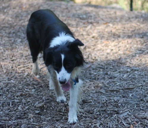 Streak, Border Collie (medium coat)