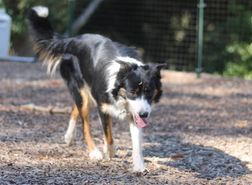 Tri, Border Collie (medium coat)