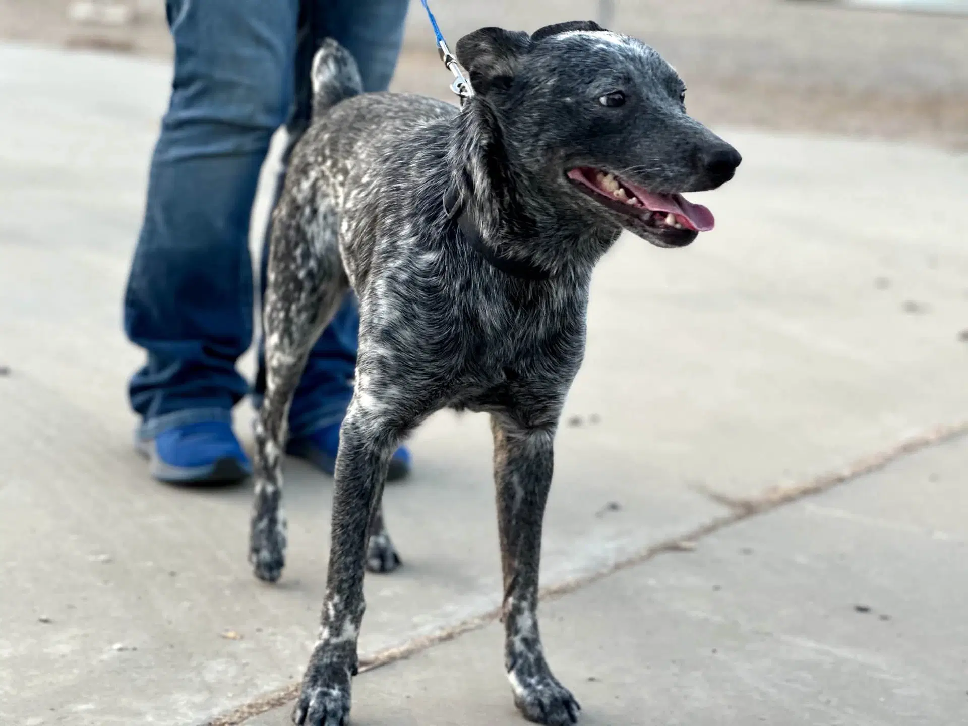 Bubbles - Australian Cattle Dog/Blue Heeler